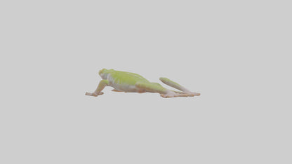 3D model Gecko Feet VR / AR / low-poly