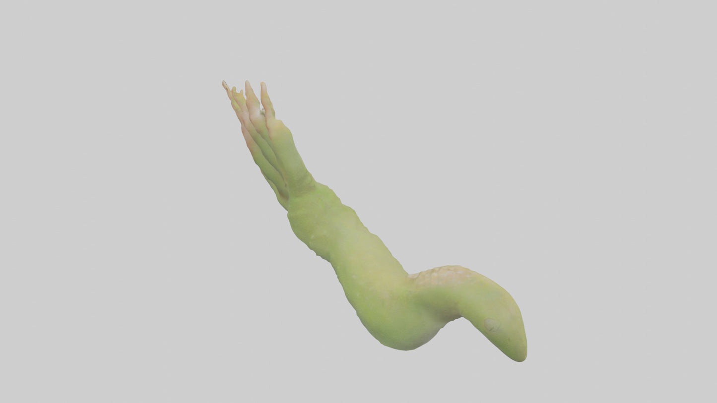 3D model Gecko Feet Model VR / AR / low-poly