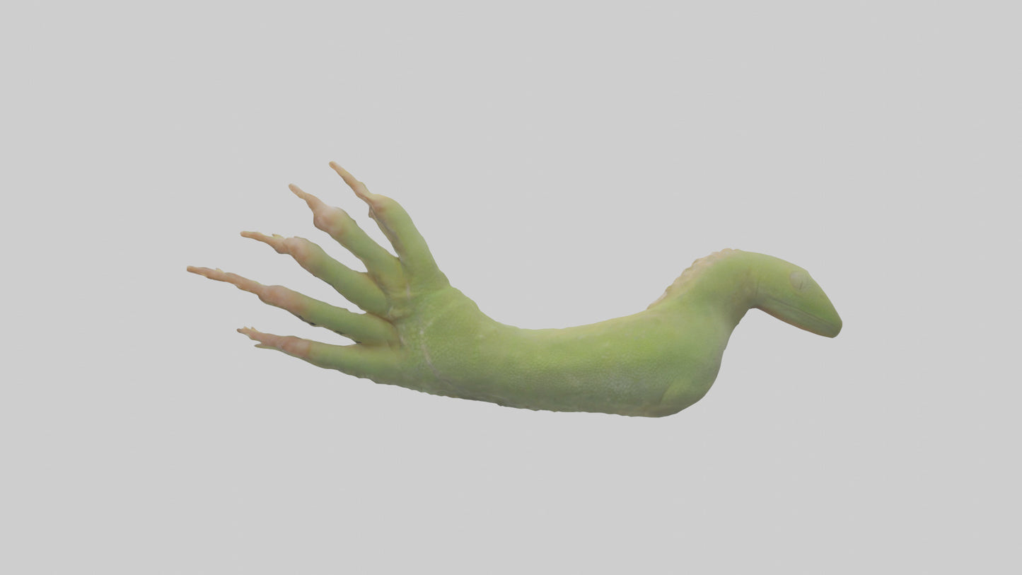 3D model Gecko Feet Model VR / AR / low-poly