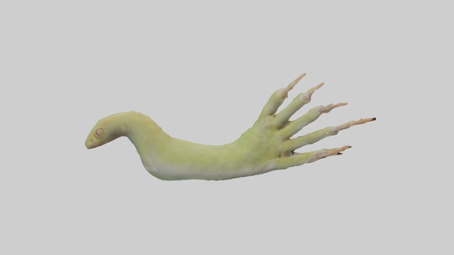 3D model Gecko Feet Model VR / AR / low-poly