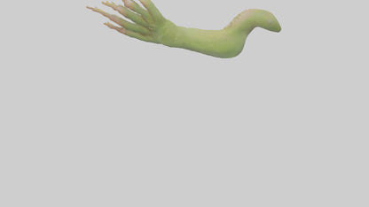 3D model Gecko Feet Model VR / AR / low-poly