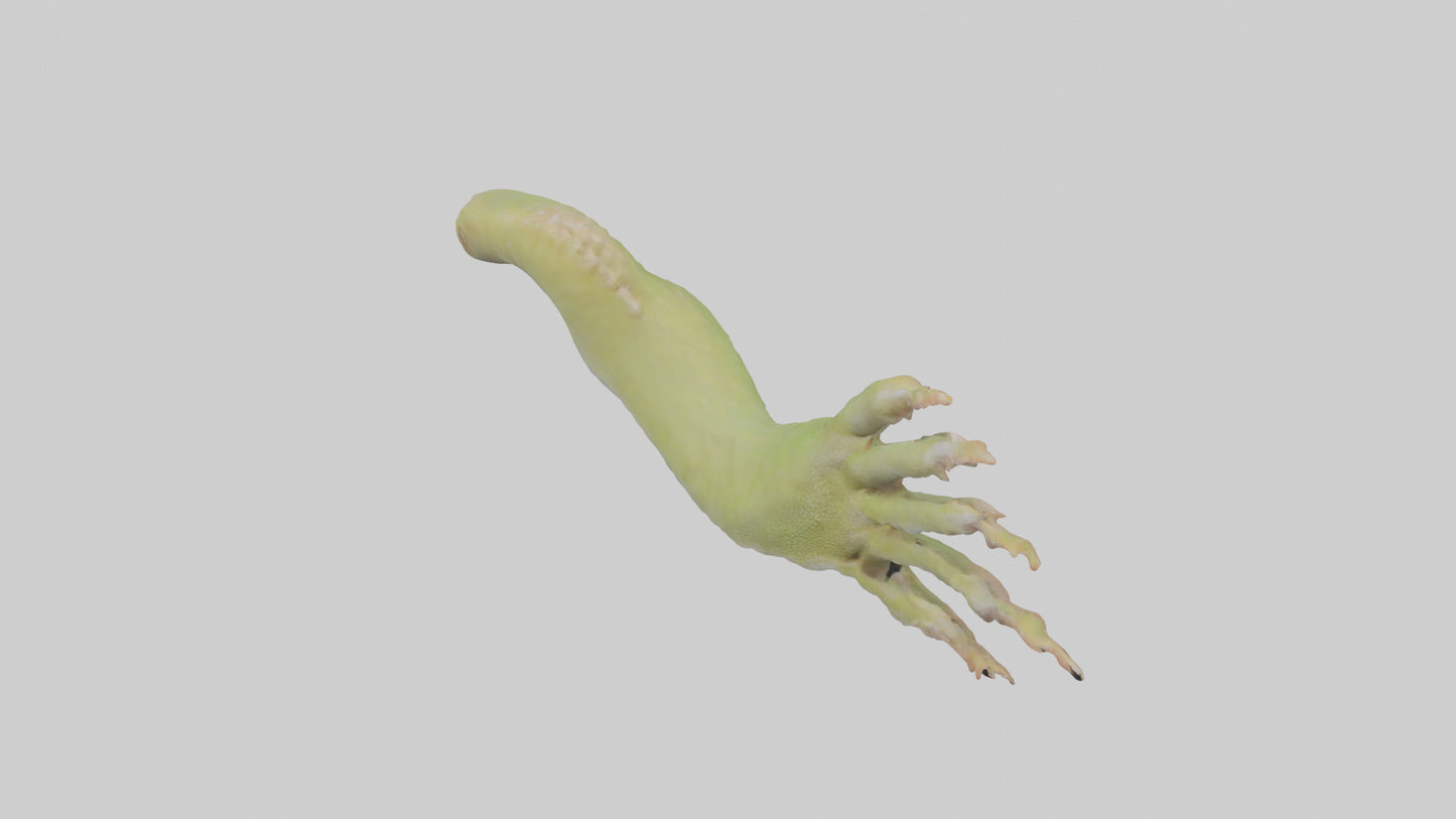 3D model Gecko Feet Model VR / AR / low-poly