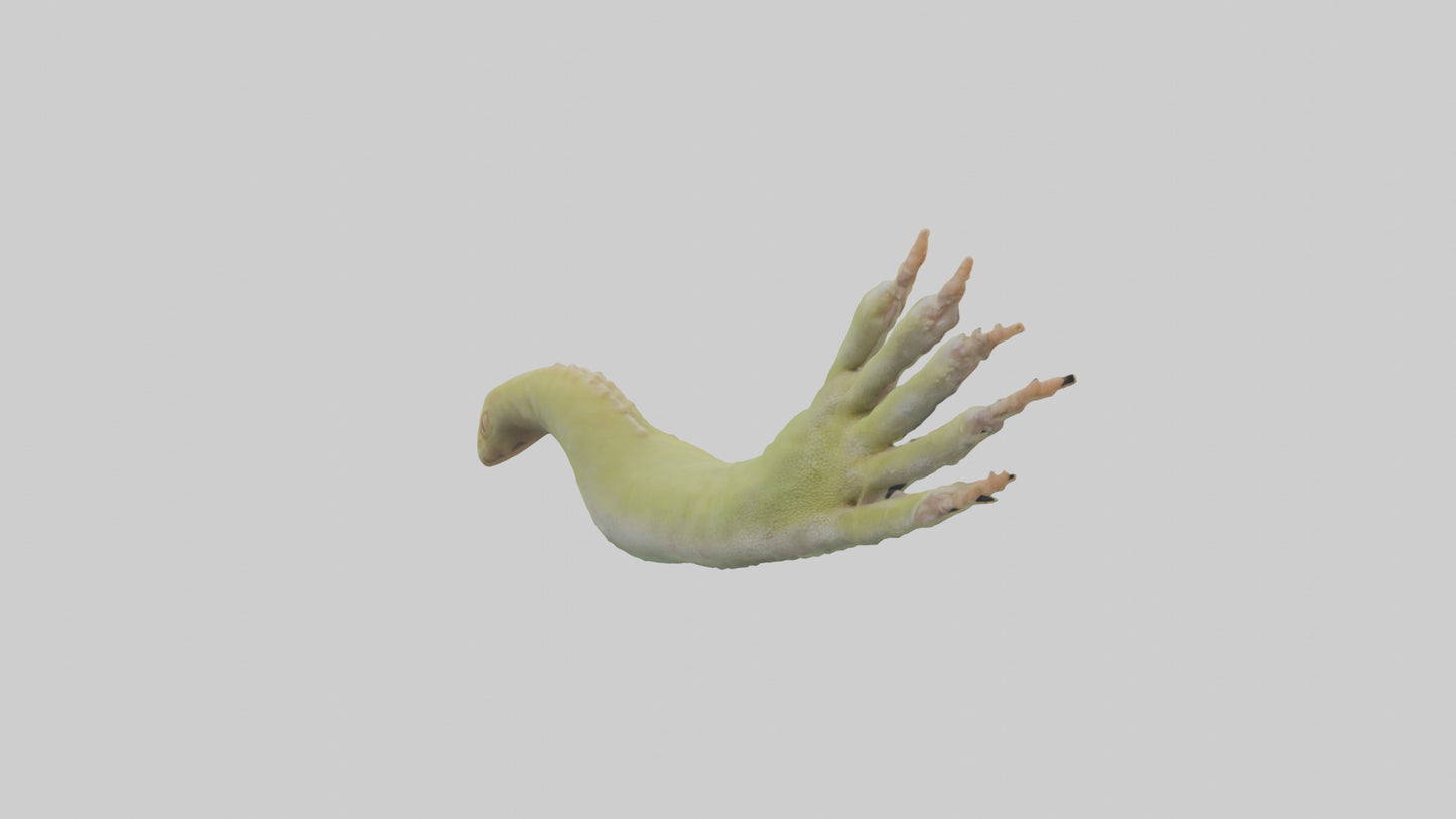 3D model Gecko Feet Model VR / AR / low-poly