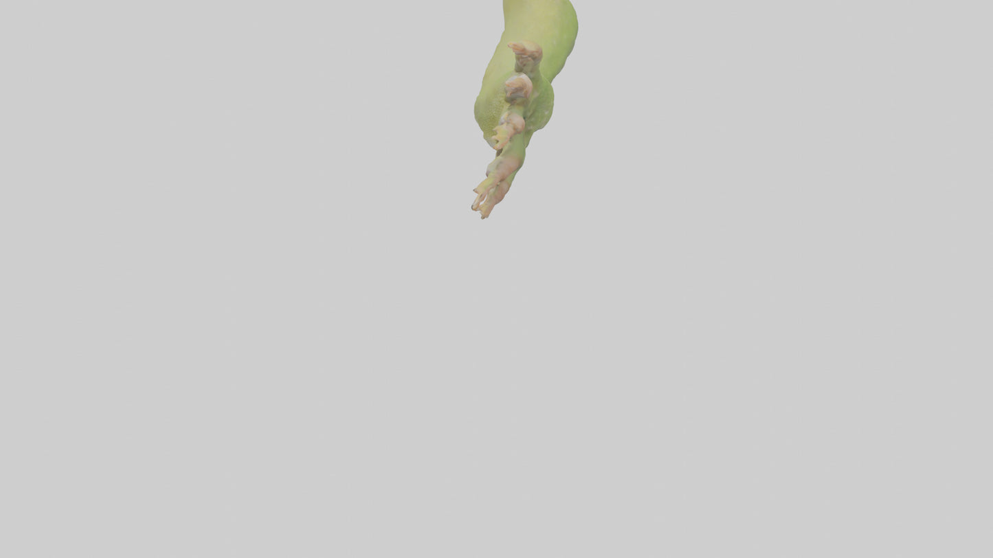 3D model Gecko Feet Model VR / AR / low-poly