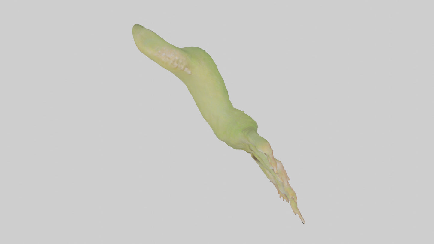 3D model Gecko Feet Model VR / AR / low-poly