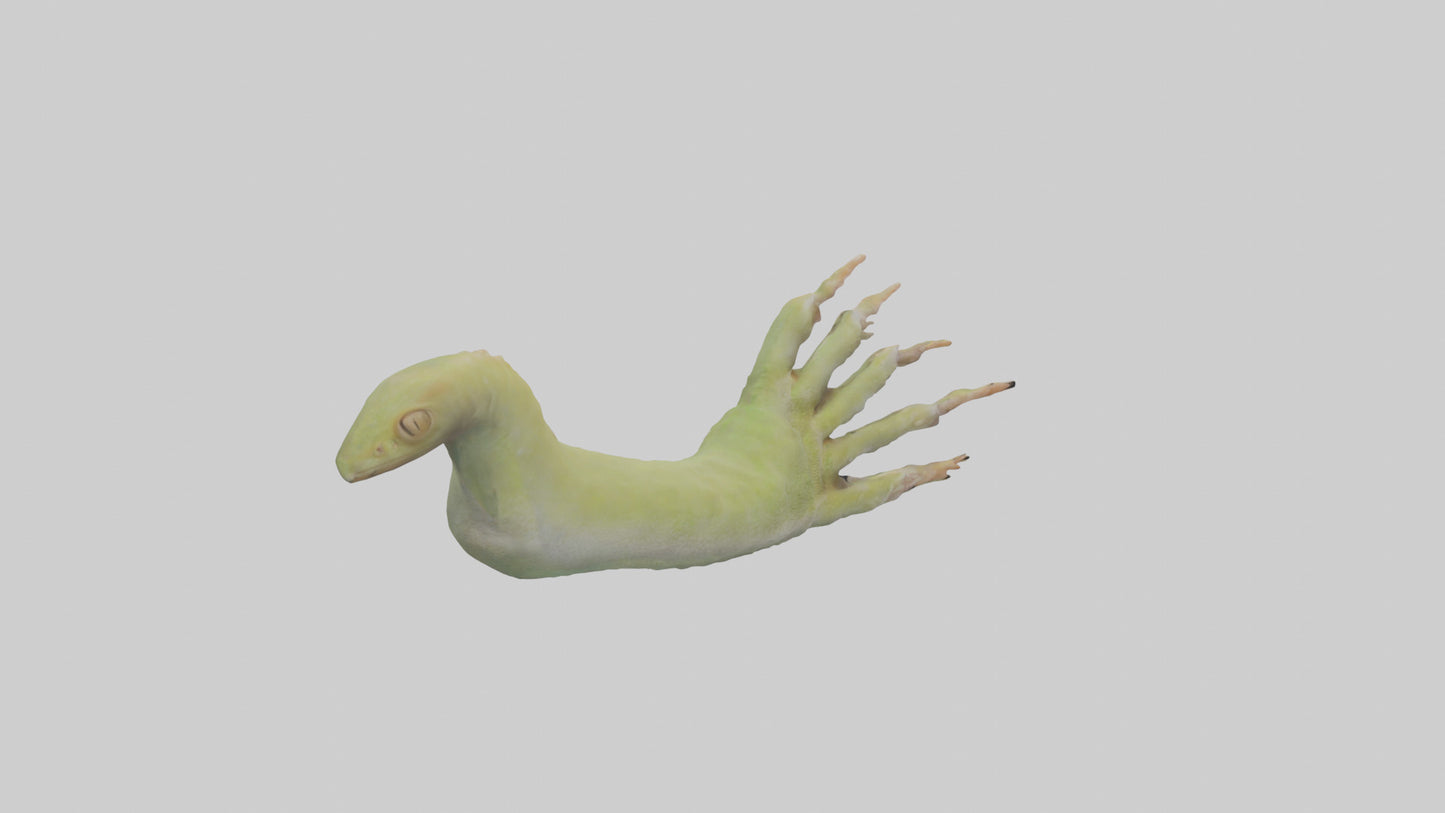 3D model Gecko Feet Model VR / AR / low-poly