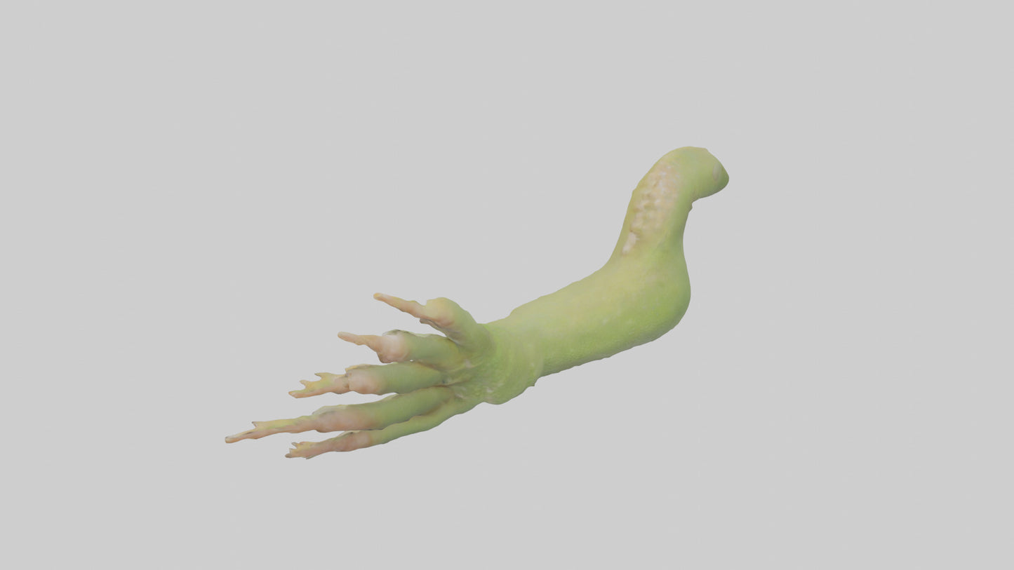 3D model Gecko Feet Model VR / AR / low-poly