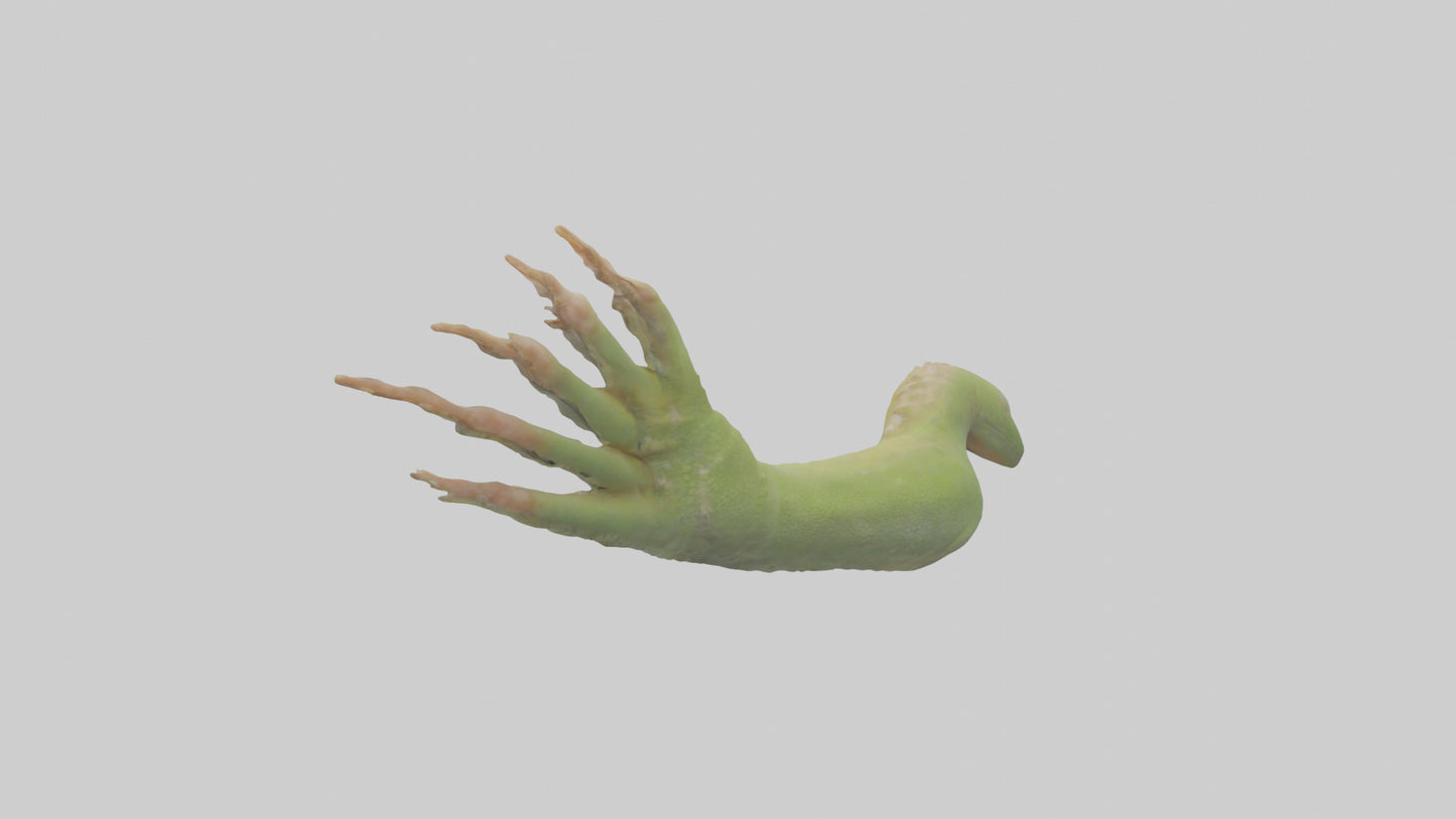 3D model Gecko Feet Model VR / AR / low-poly