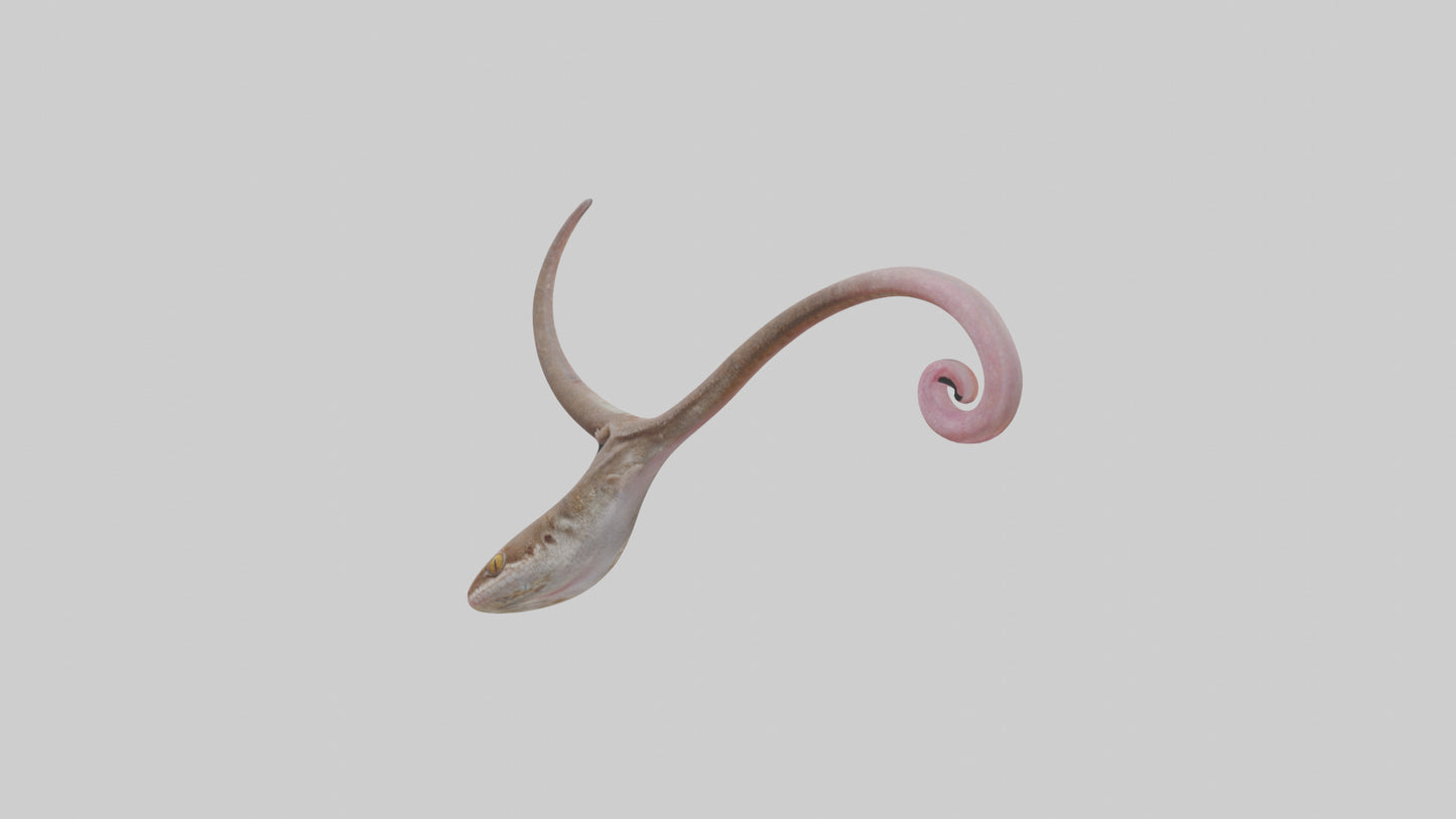 3D model Gecko Tongue VR / AR / low-poly