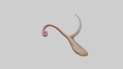 3D model Gecko Tongue VR / AR / low-poly