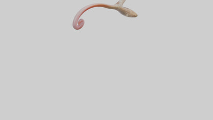 3D model Gecko Tongue VR / AR / low-poly