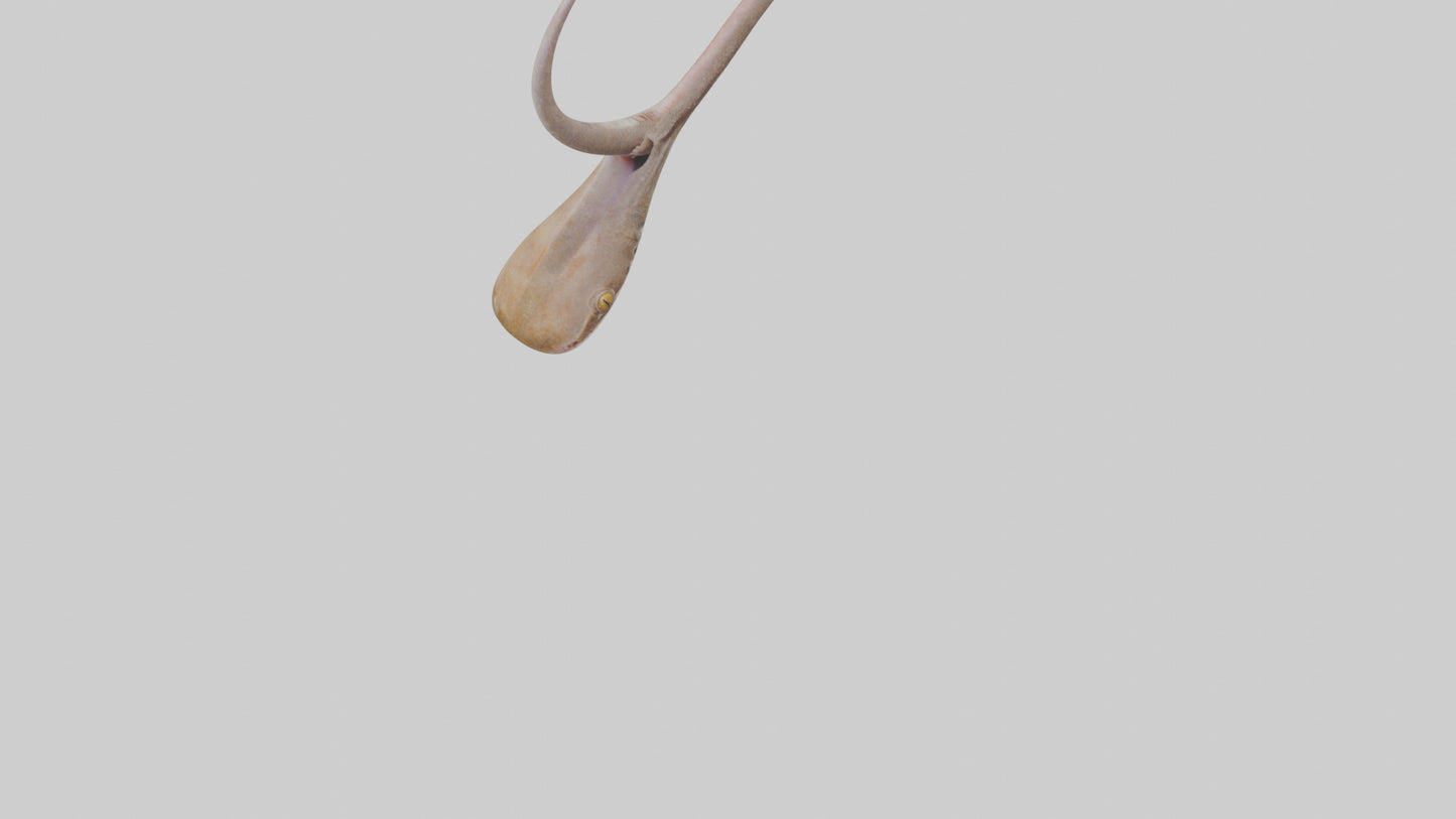 3D model Gecko Tongue VR / AR / low-poly