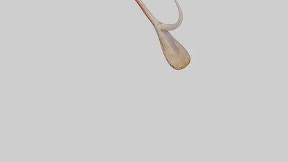 3D model Gecko Tongue VR / AR / low-poly