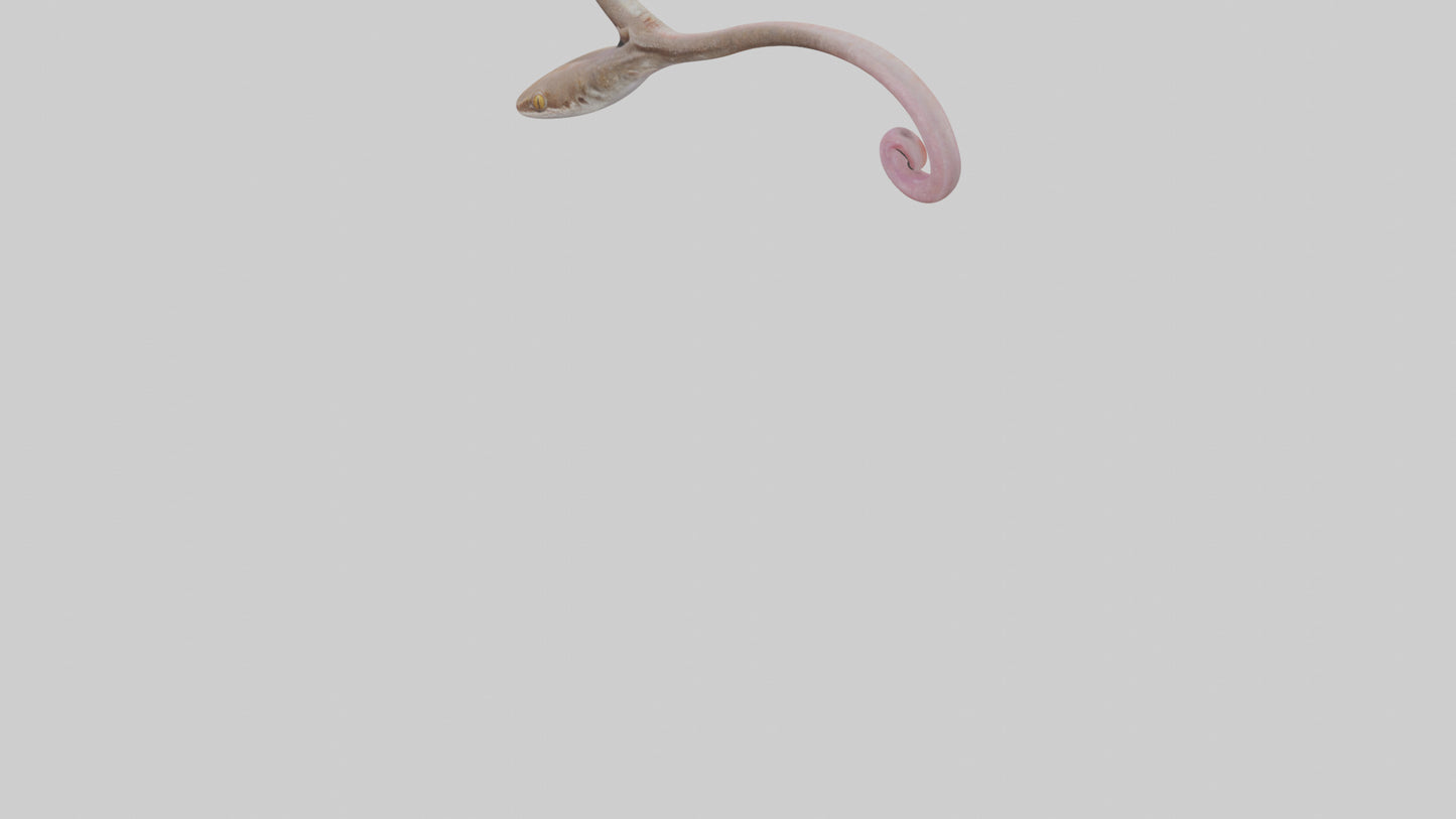 3D model Gecko Tongue VR / AR / low-poly