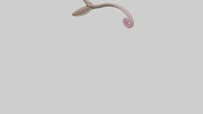 3D model Gecko Tongue VR / AR / low-poly