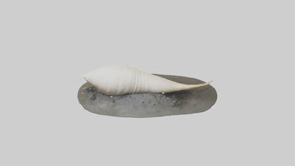 Geoduck burrowed model VR / AR / low-poly