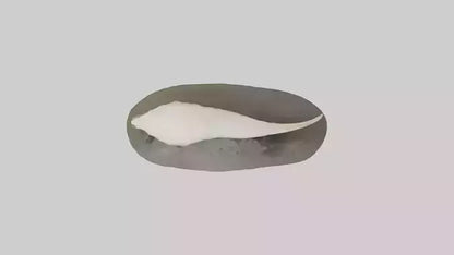 Geoduck burrowed model VR / AR / low-poly