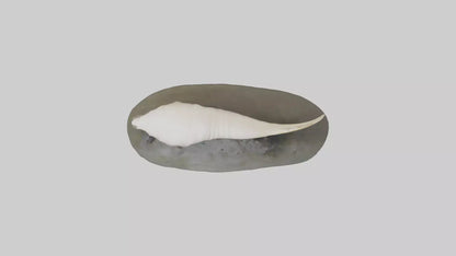 Geoduck burrowed model VR / AR / low-poly