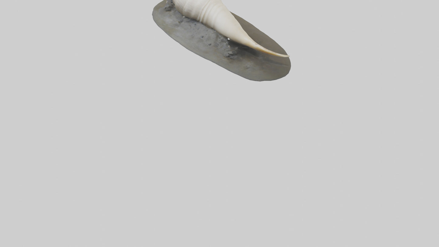 Geoduck burrowed model VR / AR / low-poly