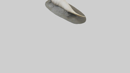 Geoduck burrowed model VR / AR / low-poly