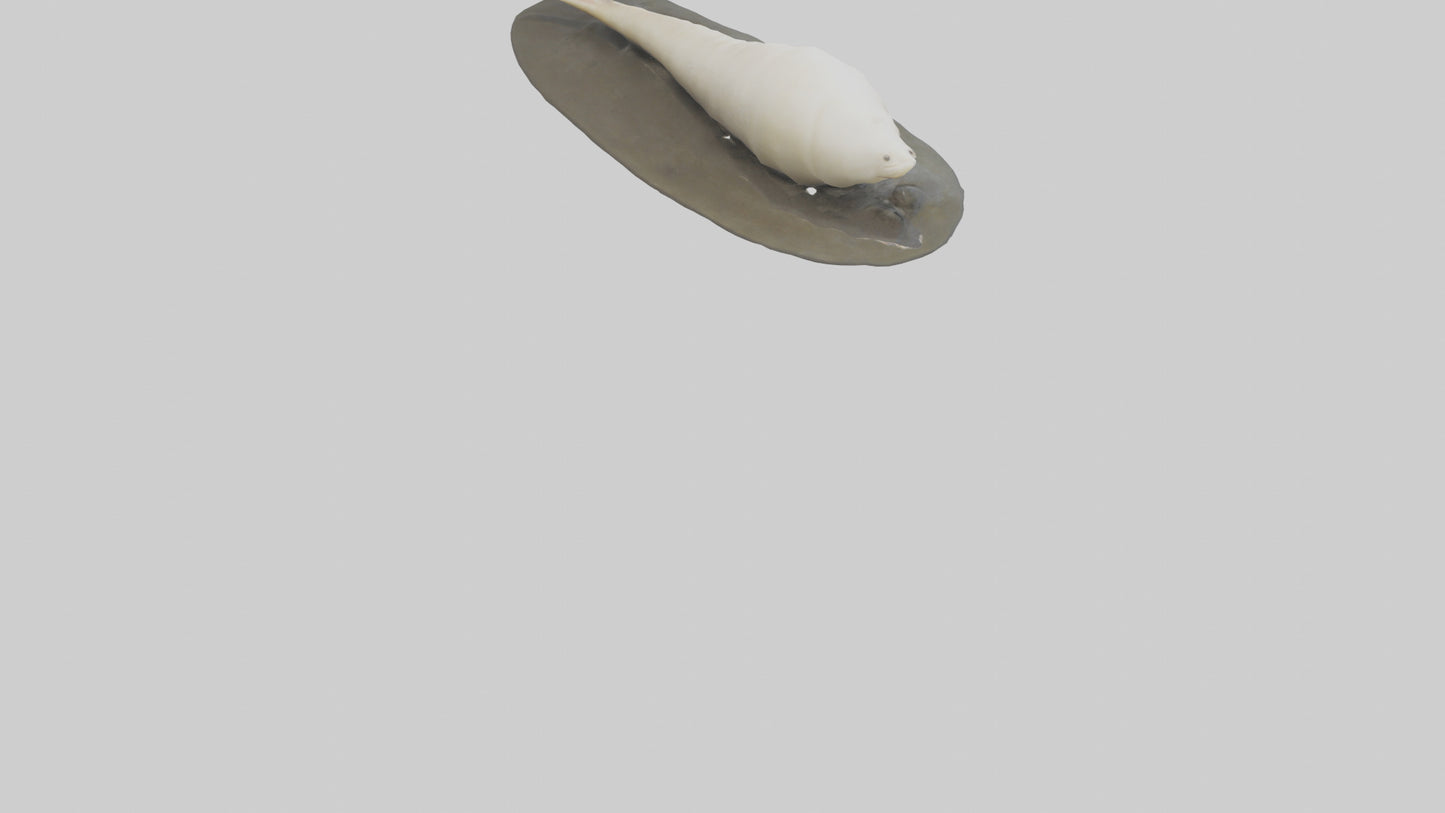 Geoduck burrowed model VR / AR / low-poly
