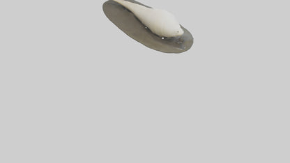 Geoduck burrowed model VR / AR / low-poly