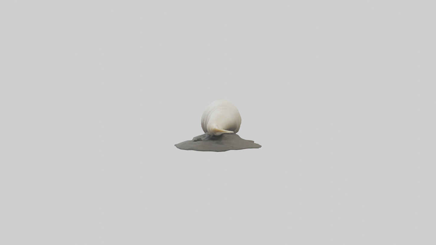 Geoduck burrowed model VR / AR / low-poly