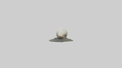 Geoduck burrowed model VR / AR / low-poly