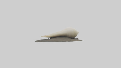 Geoduck burrowed model VR / AR / low-poly