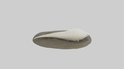 Geoduck burrowed model VR / AR / low-poly