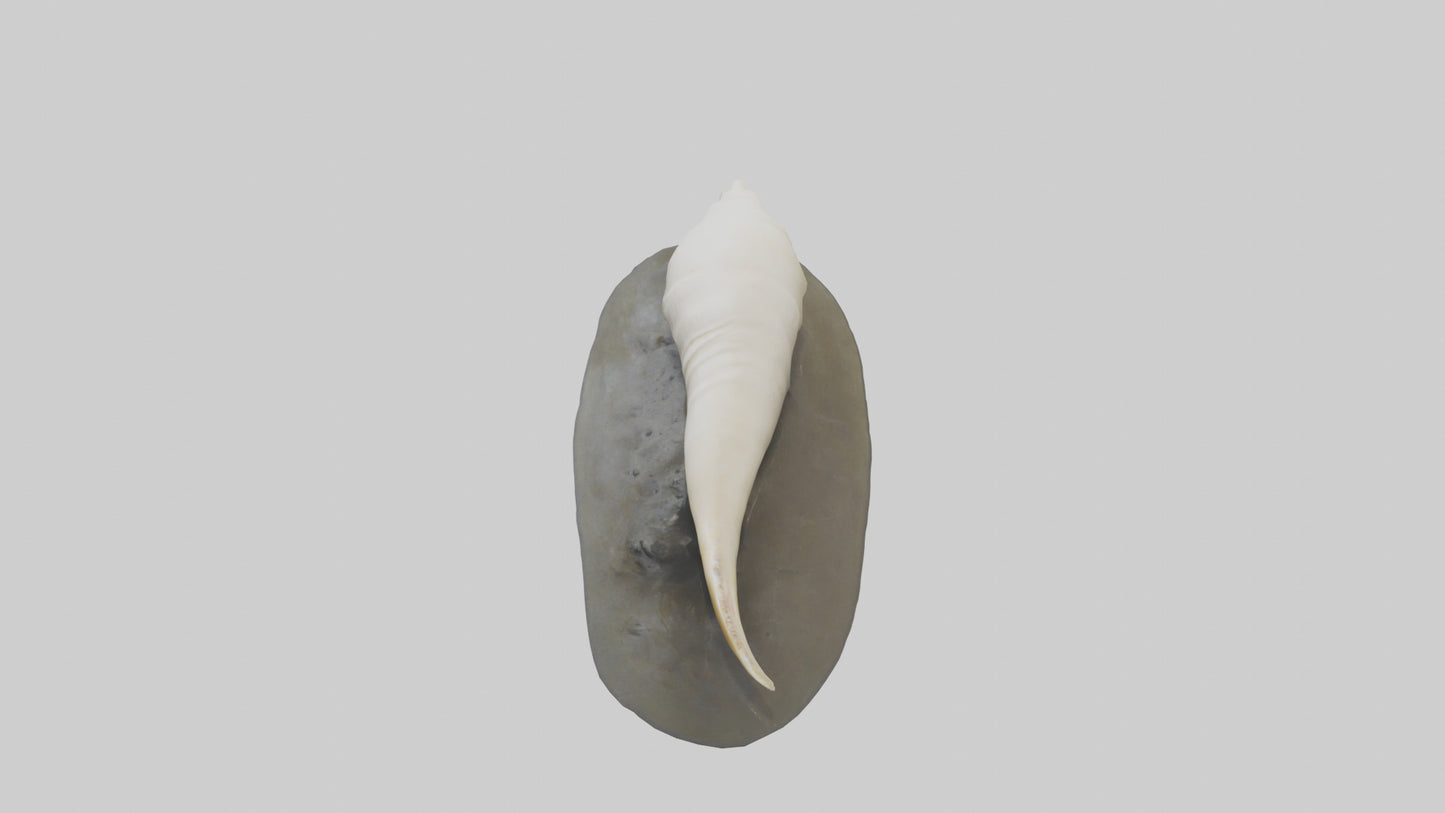 Geoduck burrowed model VR / AR / low-poly