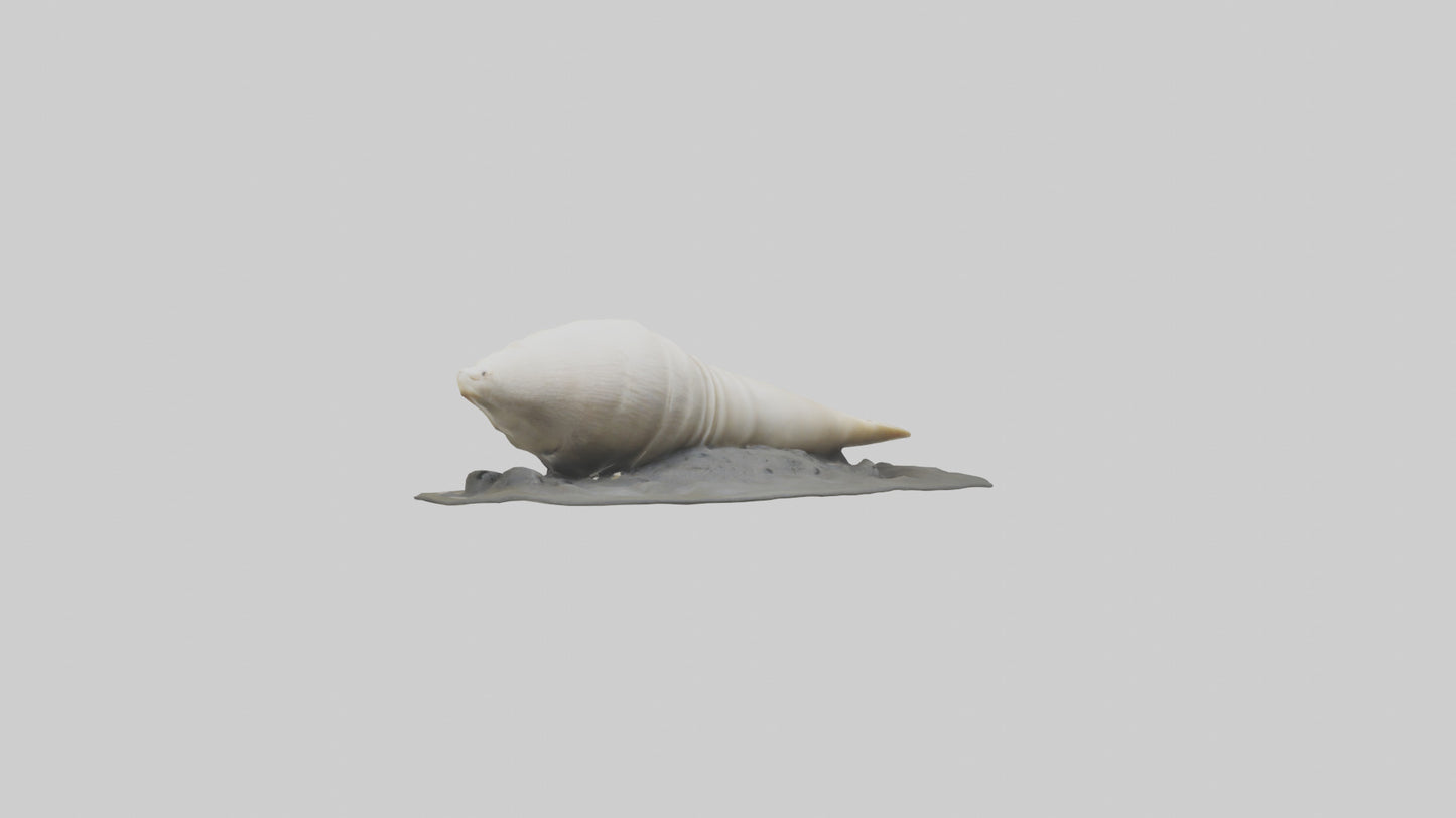 Geoduck burrowed model VR / AR / low-poly