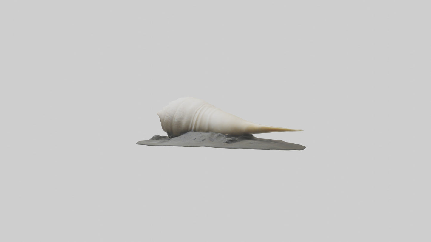 Geoduck burrowed model VR / AR / low-poly