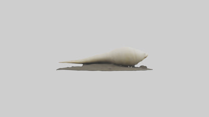 Geoduck burrowed model VR / AR / low-poly