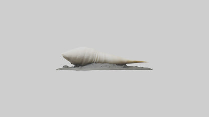 Geoduck burrowed model VR / AR / low-poly