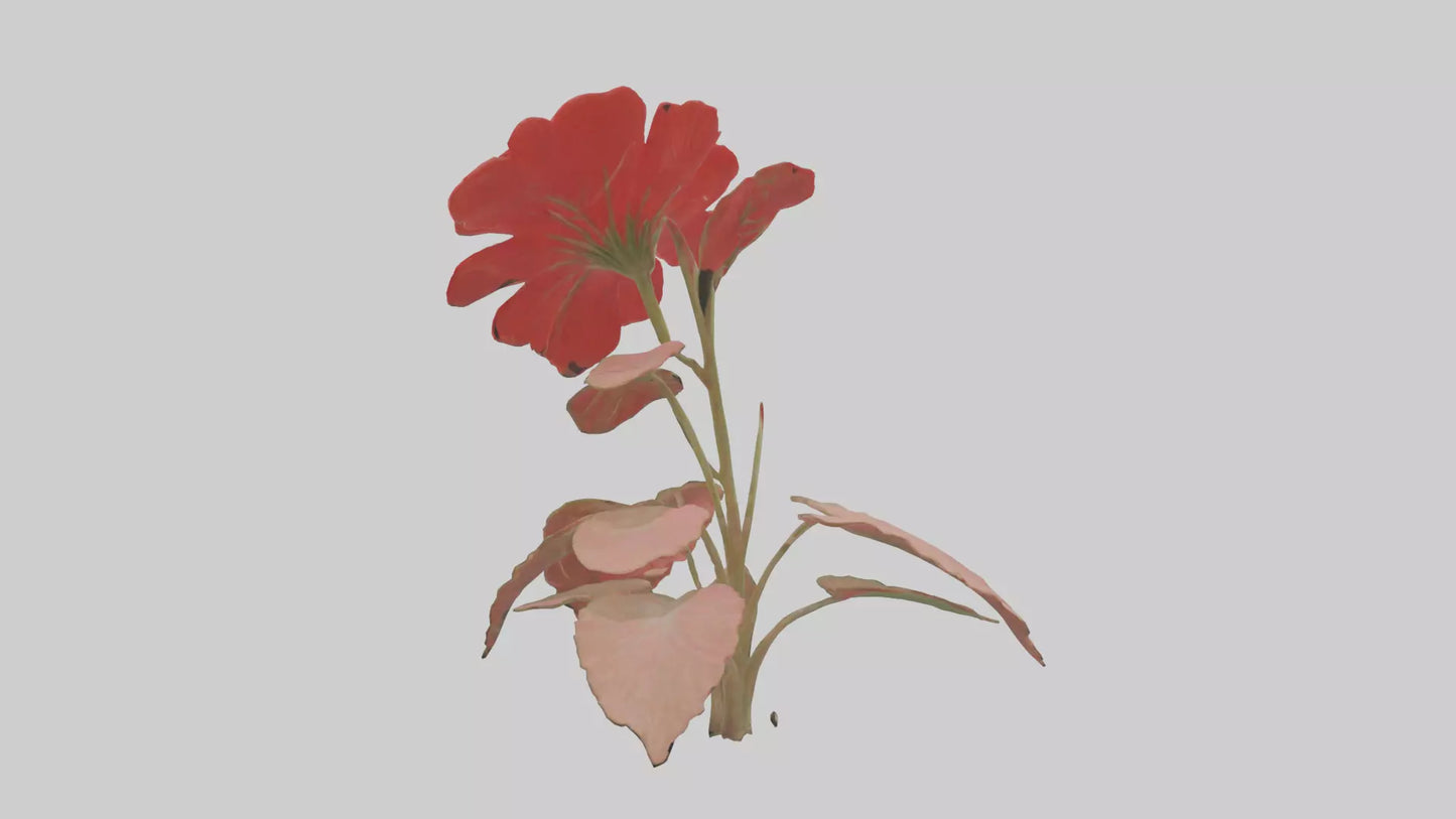 3D model Geranium model VR / AR / low-poly