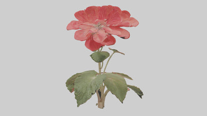 3D model Geranium model VR / AR / low-poly