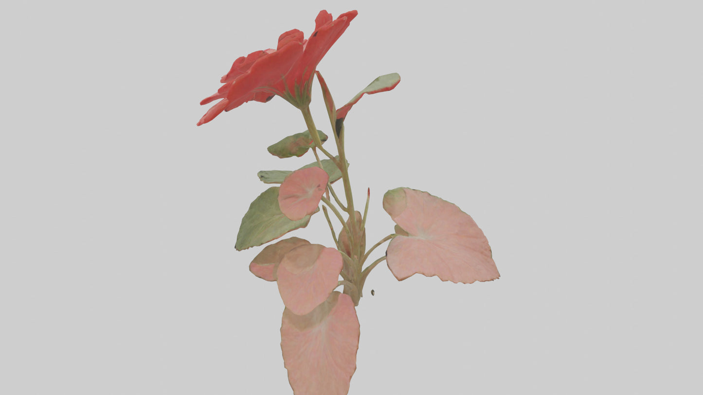 3D model Geranium model VR / AR / low-poly