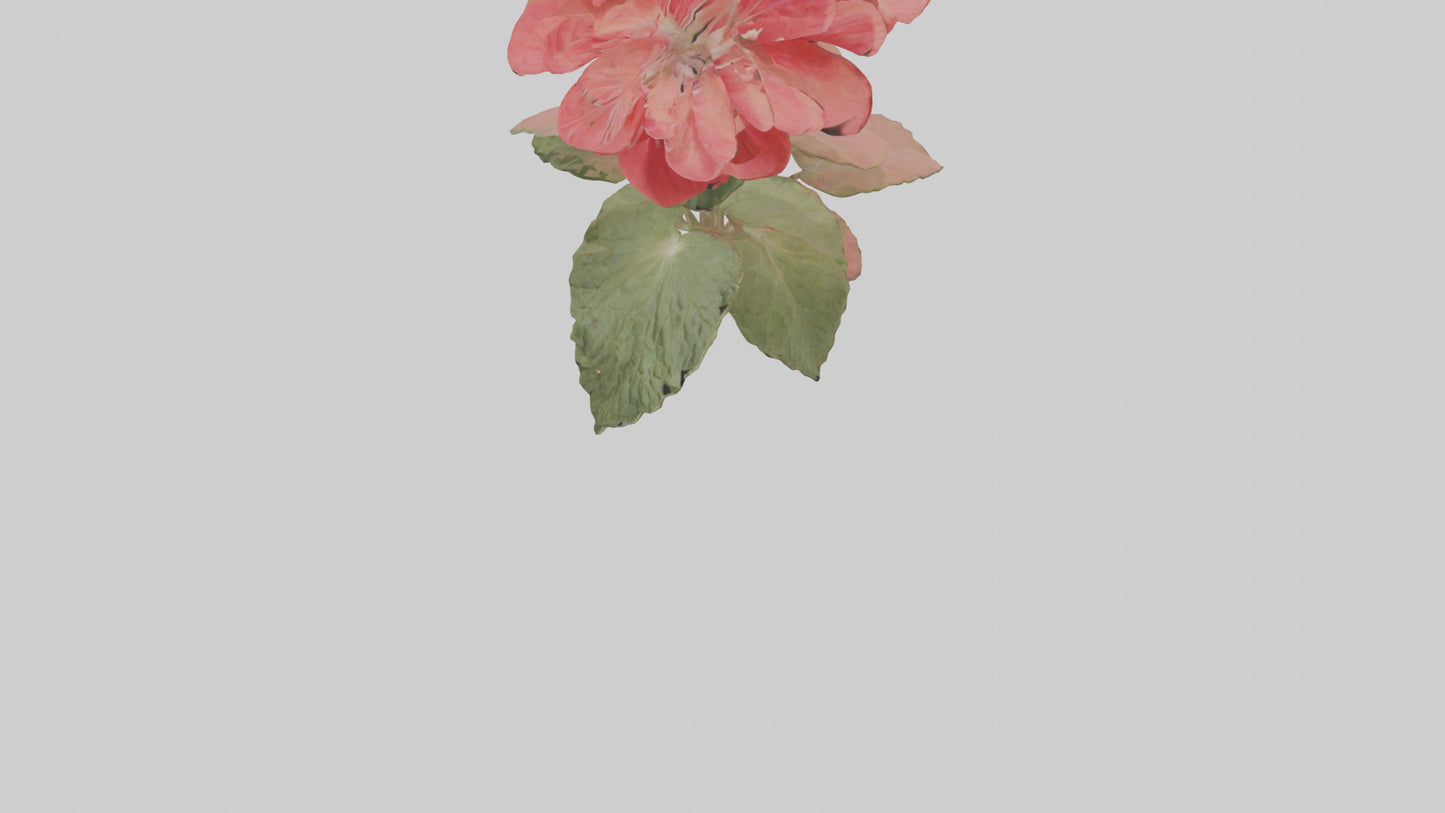 3D model Geranium model VR / AR / low-poly