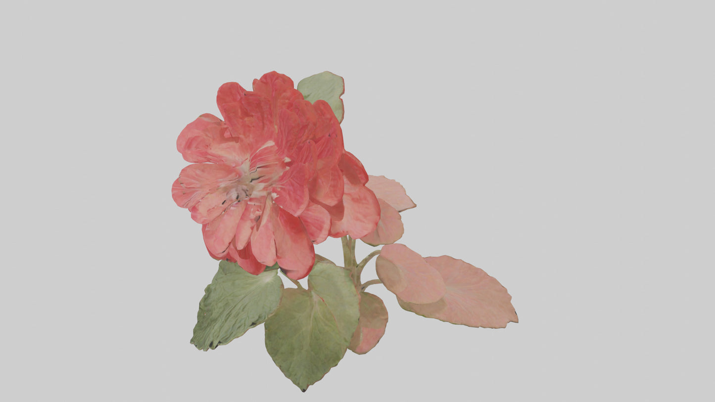 3D model Geranium model VR / AR / low-poly
