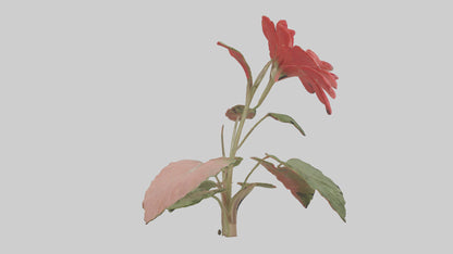 3D model Geranium model VR / AR / low-poly