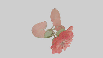 3D model Geranium model VR / AR / low-poly