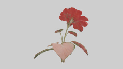 3D model Geranium model VR / AR / low-poly