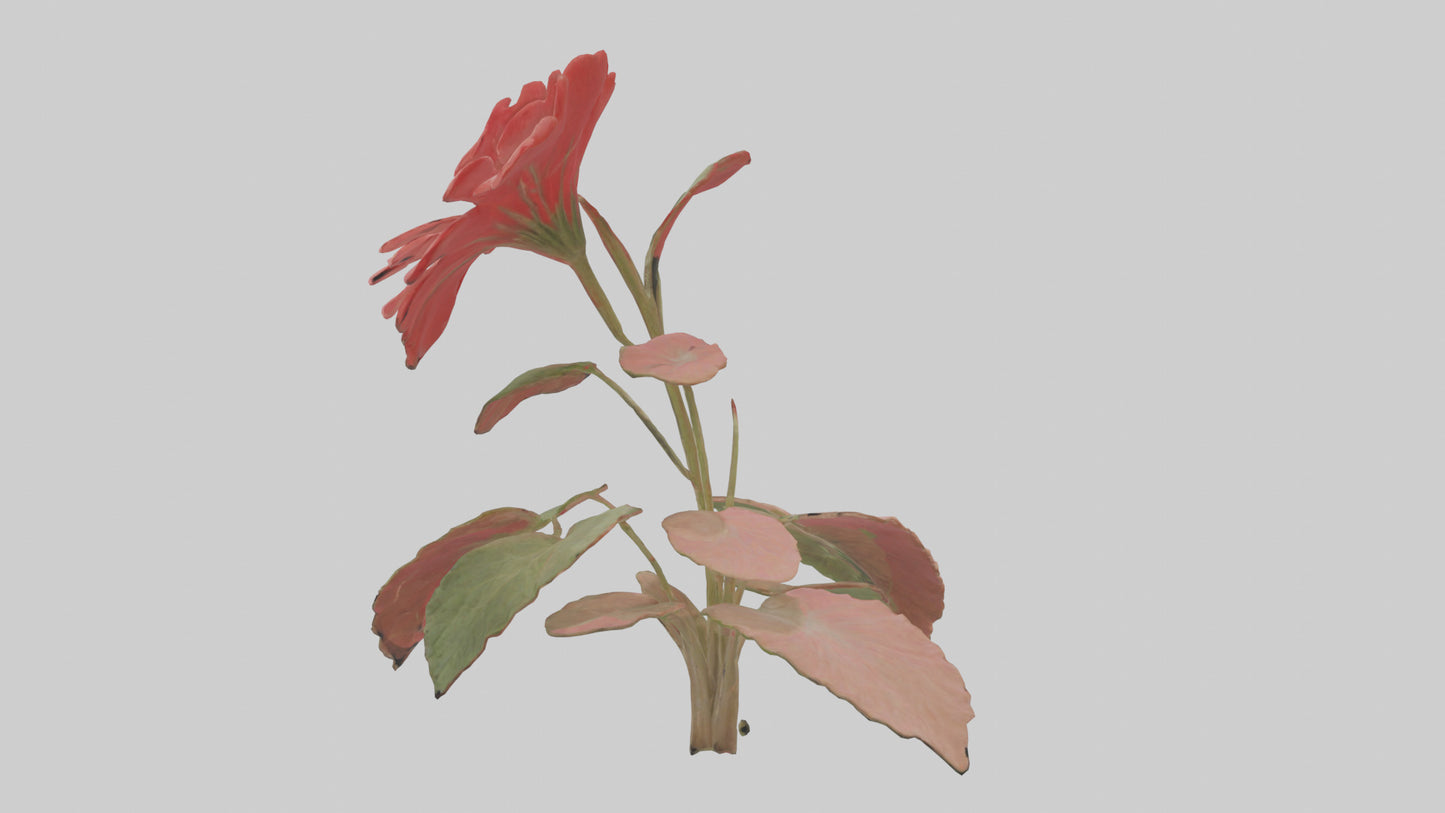 3D model Geranium model VR / AR / low-poly