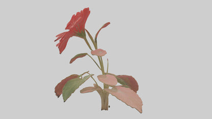 3D model Geranium model VR / AR / low-poly
