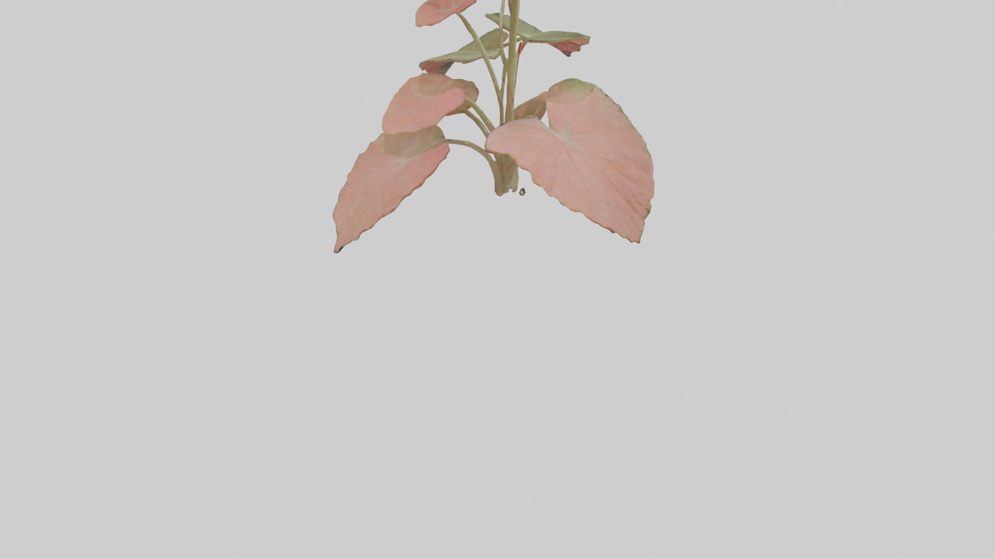 3D model Geranium model VR / AR / low-poly