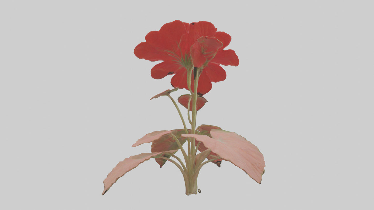3D model Geranium model VR / AR / low-poly