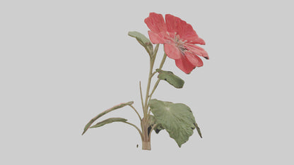 3D model Geranium model VR / AR / low-poly
