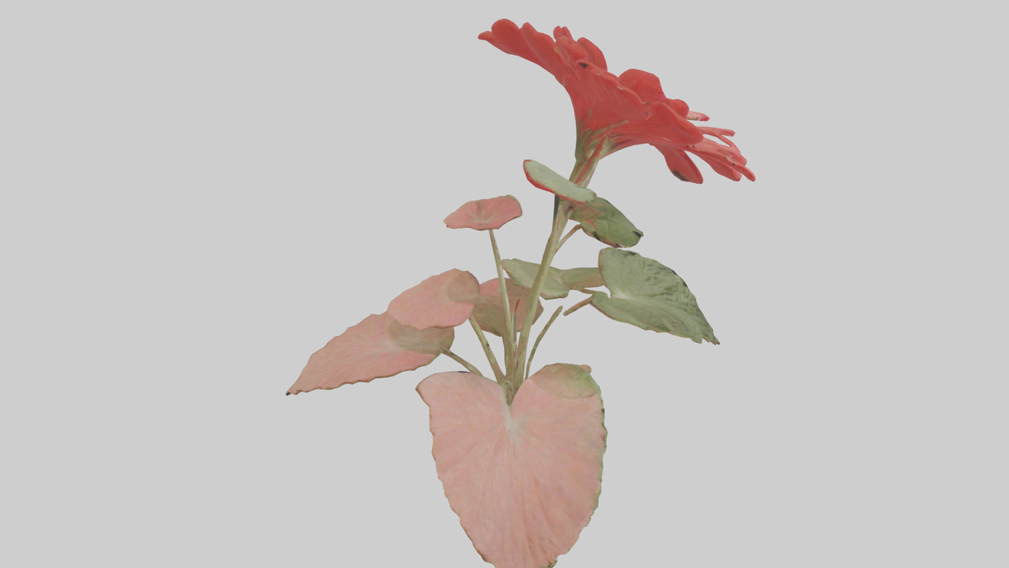 3D model Geranium model VR / AR / low-poly