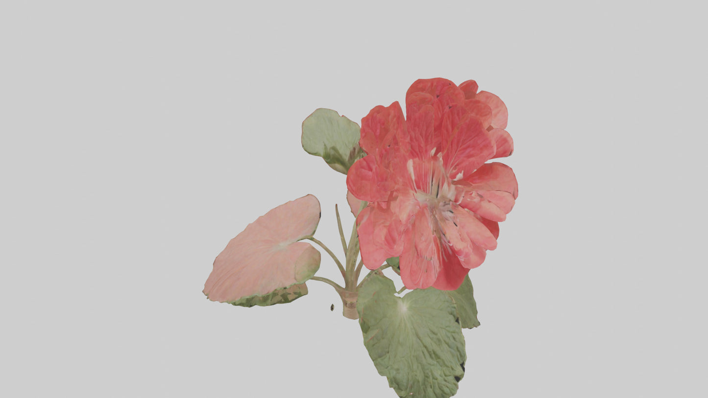 3D model Geranium model VR / AR / low-poly